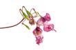 Indisches Springkraut