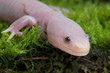Axolotl / Ambystoma mexicanum
