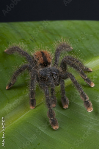 Photo: Pinktoe tarantula / Avicularia avicularia Pinktoe tarantula / Avicularia avicularia