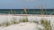 Gulf Coast Sea Oats