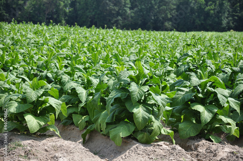 Photo: Tobacco Tobacco