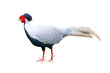 Silver Pheasant