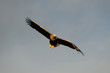 Seeadler