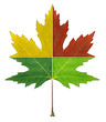 Four Seasons Leaf