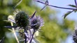 Wasps auf Disteln