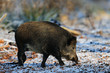 Schwarzwild