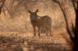 Photo: Alert Warthog Male in Dusty Bush Alert Warthog Male in Dusty Bush
