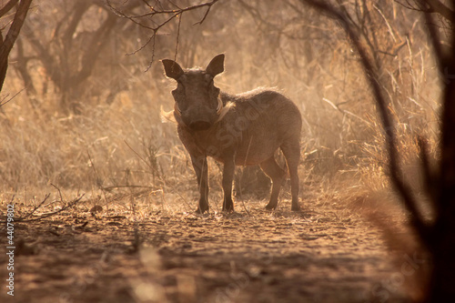 Photo: Alert Warthog Male in Dusty Bush Alert Warthog Male in Dusty Bush