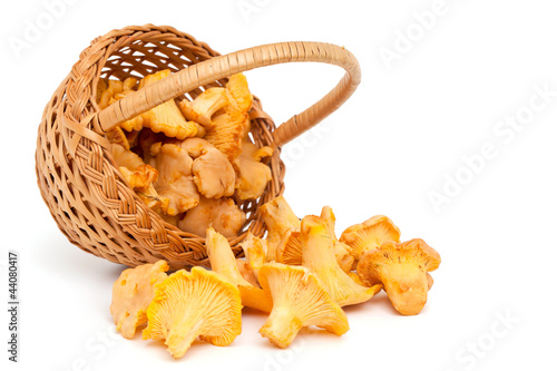 Photo: chanterelle mushrooms chanterelle mushrooms