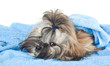 Funny puppy with a blue towel
