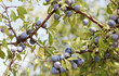 Blueberries