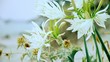 Lilium bianco sulla spiaggia
