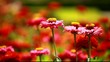 Red  flowers and morning dew in park blured background