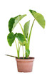 Photo: Elephant Ear Plants Elephant Ear Plants