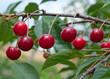 Sauerkirschen - Prunus cerasus