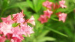 Pink oleander flowers wiggling under the wind