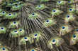 peacock feathers