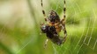 Video: Spider eating a fly Spider eating a fly