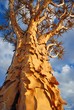 Köcherbaum ( Aloe dichotoma)