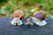 snail family analogy