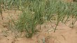 Dunes  sedges on sand
