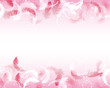 feather background