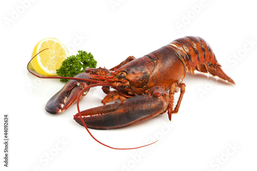 Foto: Red Lobster on white Red Lobster on white