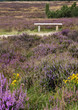 Foto: Blühende Lüneburger Heide Blühende Lüneburger Heide