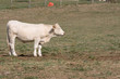 Foto: Vaca de perfil en prado Vaca de perfil en prado