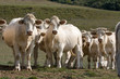 Foto: Vacas mirando de frente Vacas mirando de frente