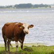 jerseyrind 57