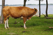 jerseyrind 58