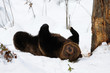 Braunbär, Winter