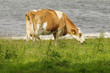 jerseyrind 63
