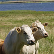 jerseyrind 96