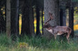 Damwild, Damhirsch, Schaufler, Brunft, Herbst