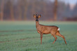 Rehbock