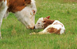 Foto: Kuhkalb-2 Kuhkalb-2