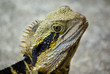Water Dragon
