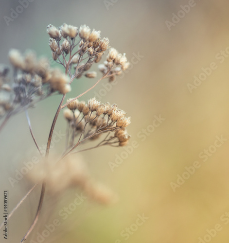 Photo: Closeup of dry meadow flowers Closeup of dry meadow flowers