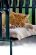 Kater im Gartenstuhl