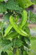 Winged Bean Plant In The Orchard