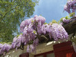 wistaria