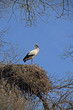Weißstorch