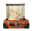 Rabbit baby bunny in old suitcase