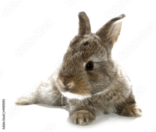 Photo: Gray rabbit bunny baby isolated on white background Gray rabbit bunny baby isolated on white background