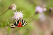 Schmetterling Russischer Bär