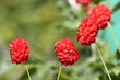 rote Dalien