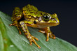Marbled treefrog / Boophis microtympanum