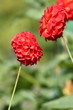rote Dalie